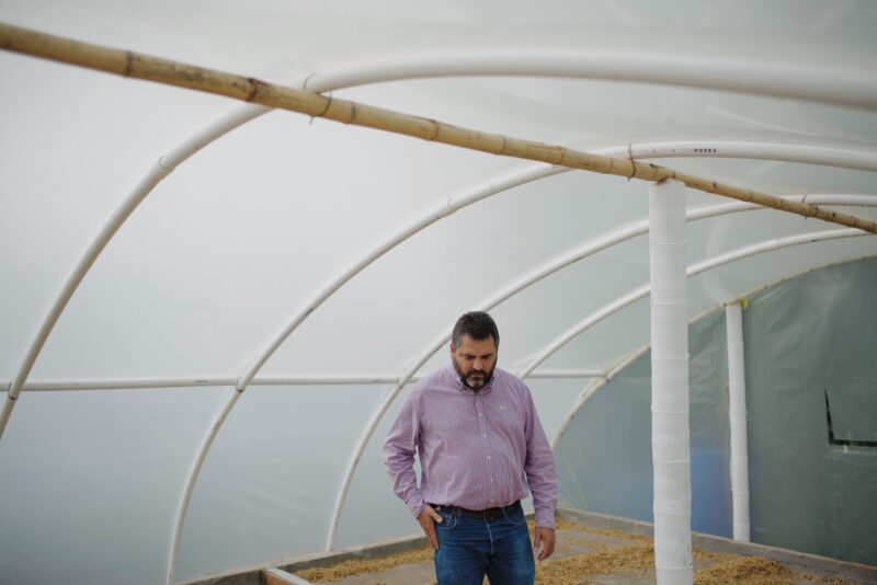 Bild von Julio Cesar Madrid auf seiner Farm Finca Milan in Kolumbien bei der Kontrolle der Trocknung der Kaffeebohnen