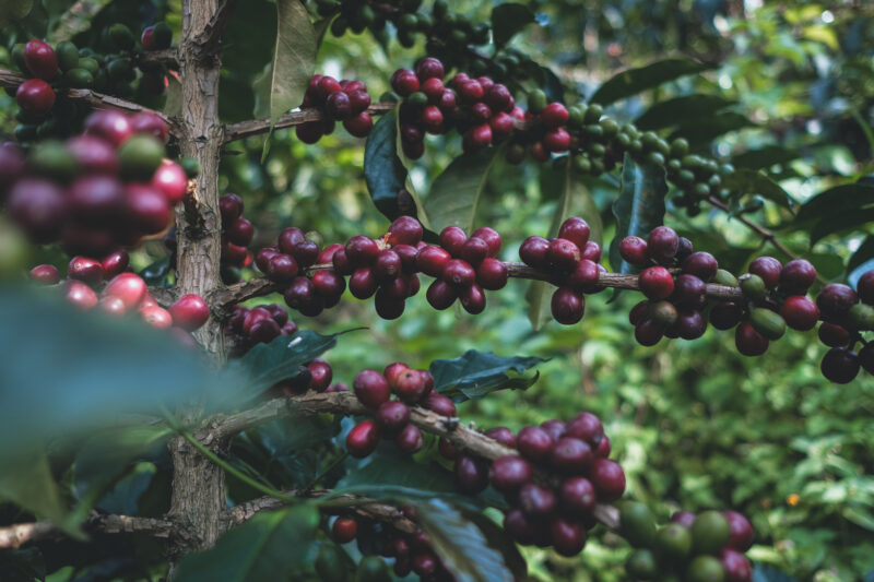 Kaffeebohne in der Finca La Piragua in Kolumbien