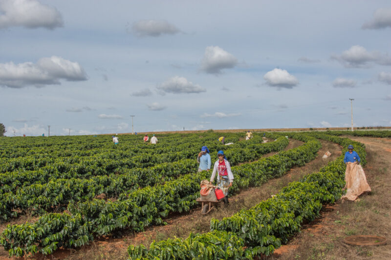 Kaffeefarm Daterra in Brasilien mit Arbeiterinnen