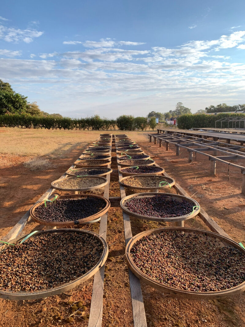 Kaffeebohnen in Körben beim Trocknen auf der Kaffeefarm Daterra in Brasilien